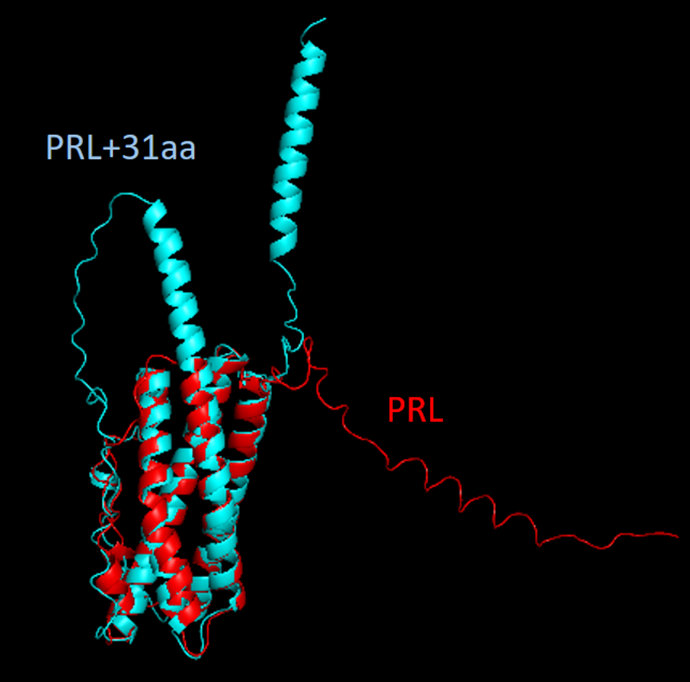 AF3 structures of PRL
                                      variants