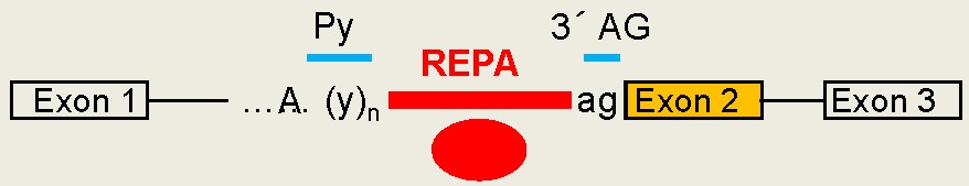 REPA 3'SS