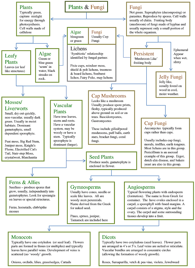 dichotomous key for plants. plants key