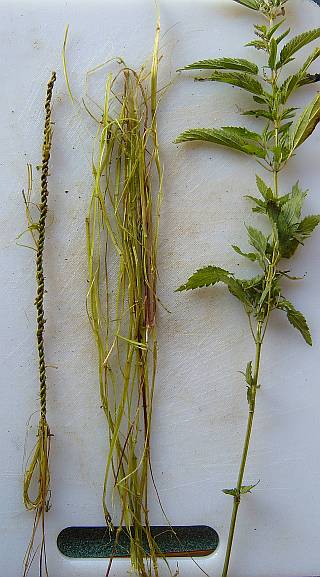 nettle to cord
