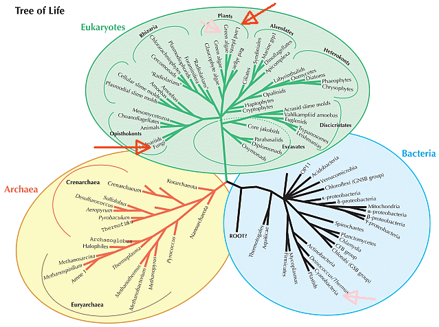 tree of life image