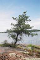 Jack Pine on the Shore