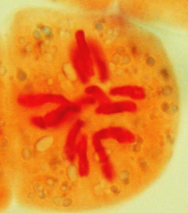 PLNT 3140 Introductory Cytogenetics - Cell Cycle I