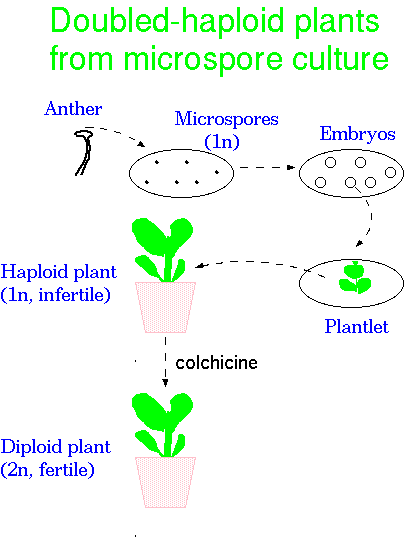 Plant Breeding Systems Pdf