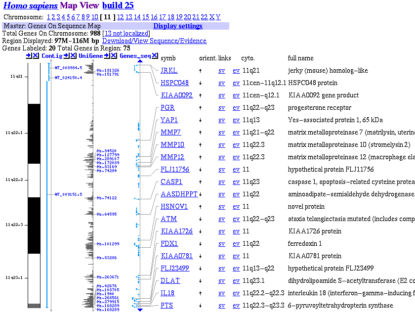 Chromosome 11 map