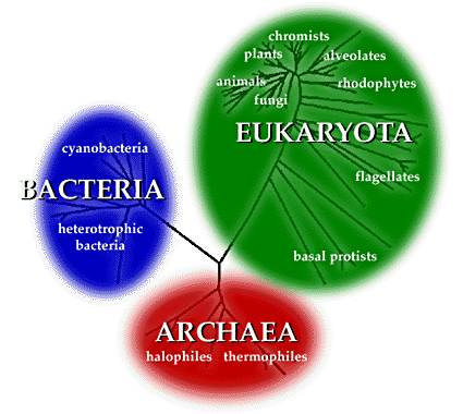 Three domains of life