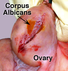 http://www.ansci.wisc.edu/jjp1/ansci_repro/lab/lab1/lab1images_2002/lab1corpus_albicans.jpg