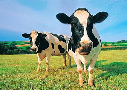http://www.instablogsimages.com/images/2007/09/21/cows_69.jpg