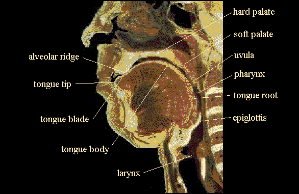 Vocal tract (mid-sagittal section)
