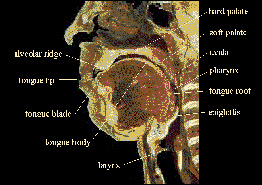 vocal-tract-anatomy