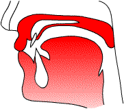 Vocal tract configuration for [p] and [b]: lips closed