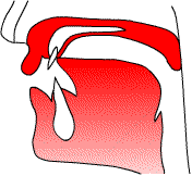 Vocal tract configuration for [t] and [d]: tongue tip touching alveolar ridge