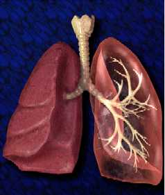 lung