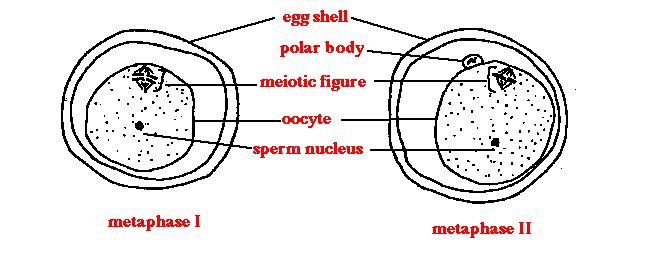 Mitosis ascaris tojásban