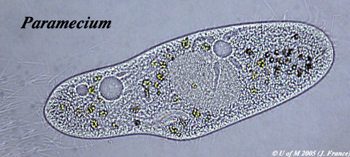 ciliophora paramecium