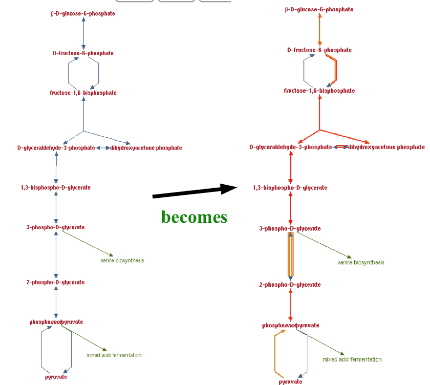 Glycolysis with Koala - Before (left) and After (right)