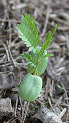 babyMesquite.jpg babyMesquite.jpg