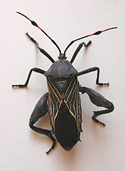 thassus.jpg thassus.jpg