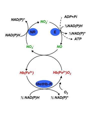 http://home.cc.umanitoba.ca/~rhill/images/Figure%20HbNO_Cycle-snapshot.jpg