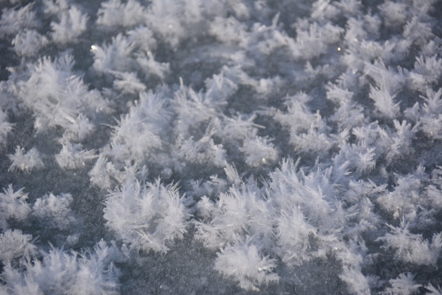 http://home.cc.umanitoba.ca/~wangf/images/frost_flowers2016.jpg