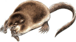 Click here for an enlarged view