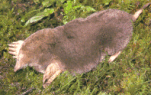 Click here for an enlarged view