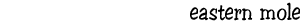 Eastern mole