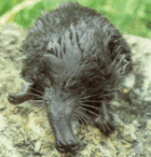 Click here for an enlarged view