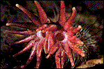Click here for an enlarged view