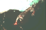 Click here for an enlarged view