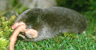 Click here for an enlarged view