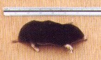 Senkaku mole - holotype specimen