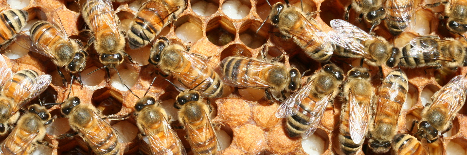 Honey bees on comb