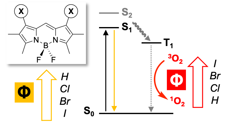 BODIPY25