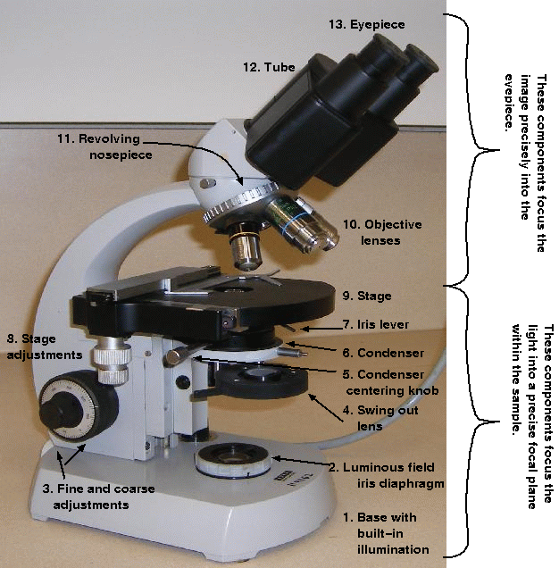 The Condenser Lens Concentrates The Light Before It Travels Through The ...