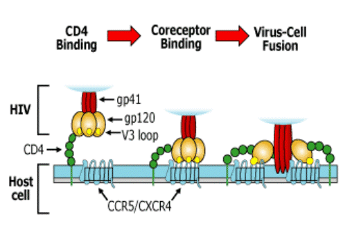 HIV entry