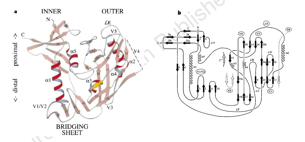 structure of gp120