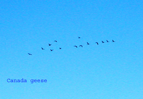 geese